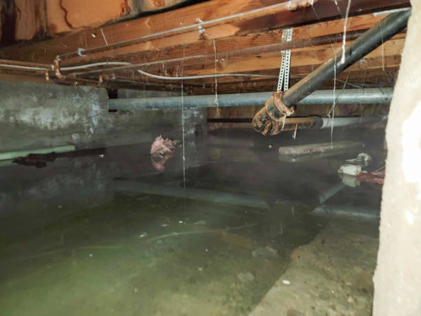 Best Mold removal after water damage  in Roseburg Nth, OR